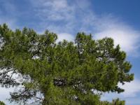 Am Stadthafen von Phaselis